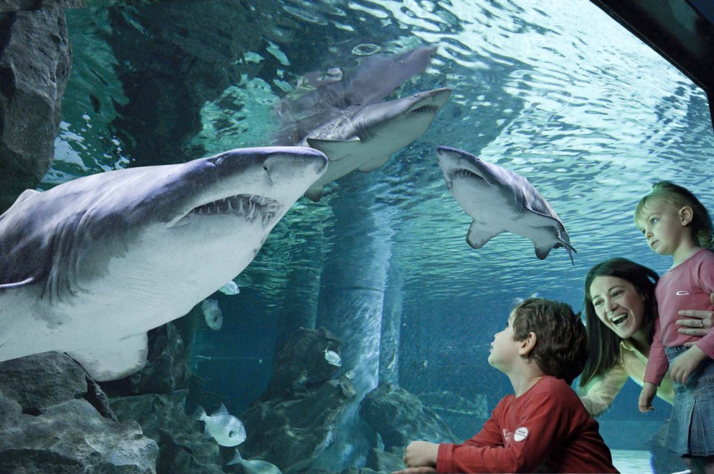 Cattolica, Acquario Le Navi photo by Archivio fotografico Acquario Le Navi