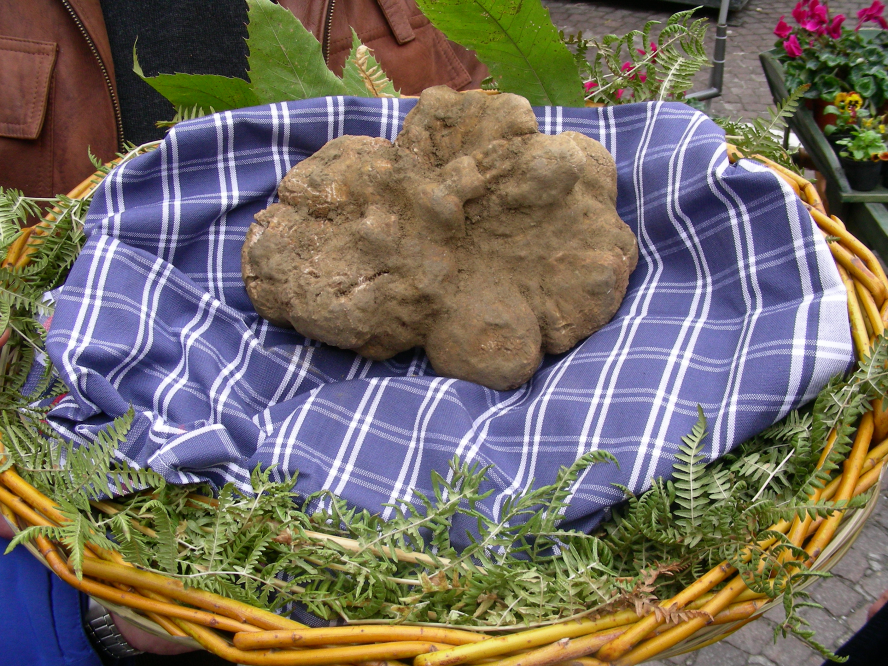 Sant'Agata Feltria, fiera del tartufo Foto(s) von Archivio Provincia di Rimini