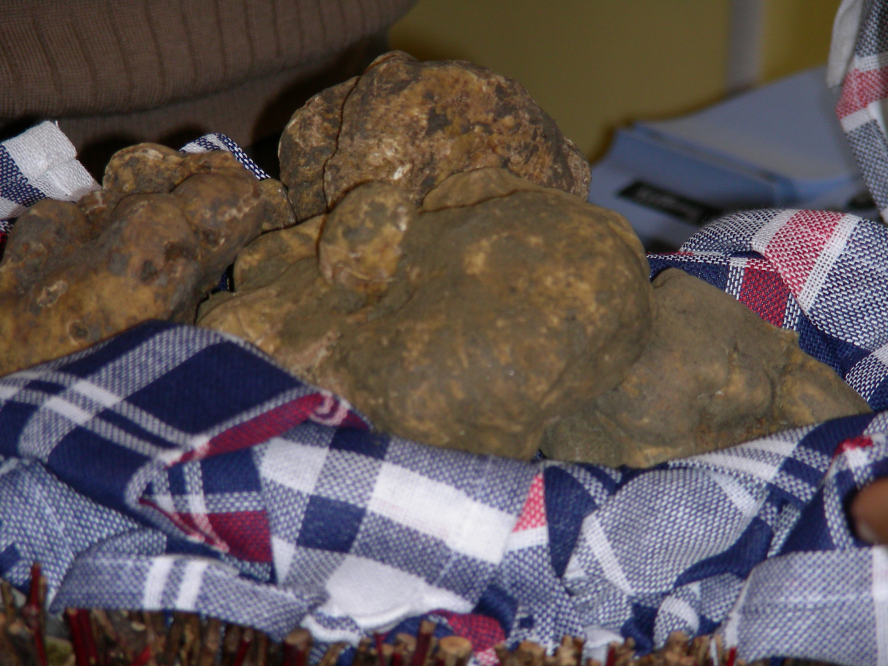 Sant'Agata Feltria, fiera del tartufo photos de Archivio Provincia di Rimini