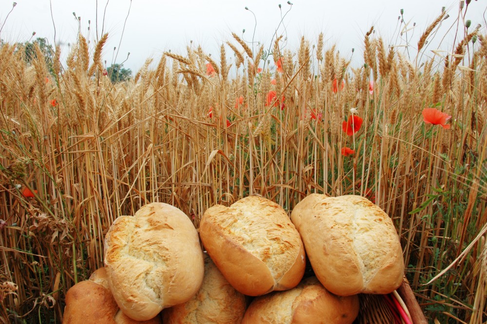 festa del pane, Maiolo foto di Archivio Provincia di Rimini