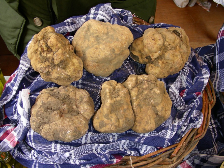 white truffles, Sant'AgataFeltria photo by Archivio Provincia di Rimini