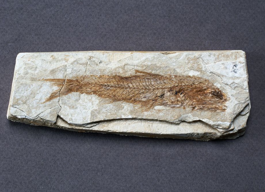 fossilized fish, Mondaino photo by S. di Bartolo