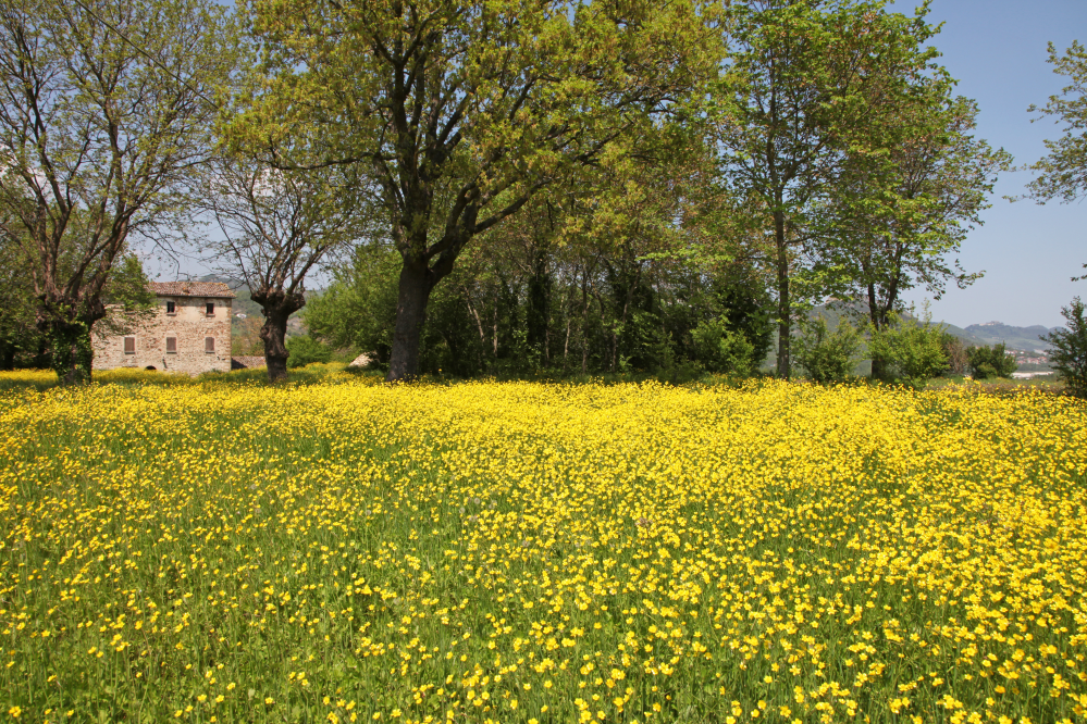 Novafeltria, the countryside photo by PH. Paritani