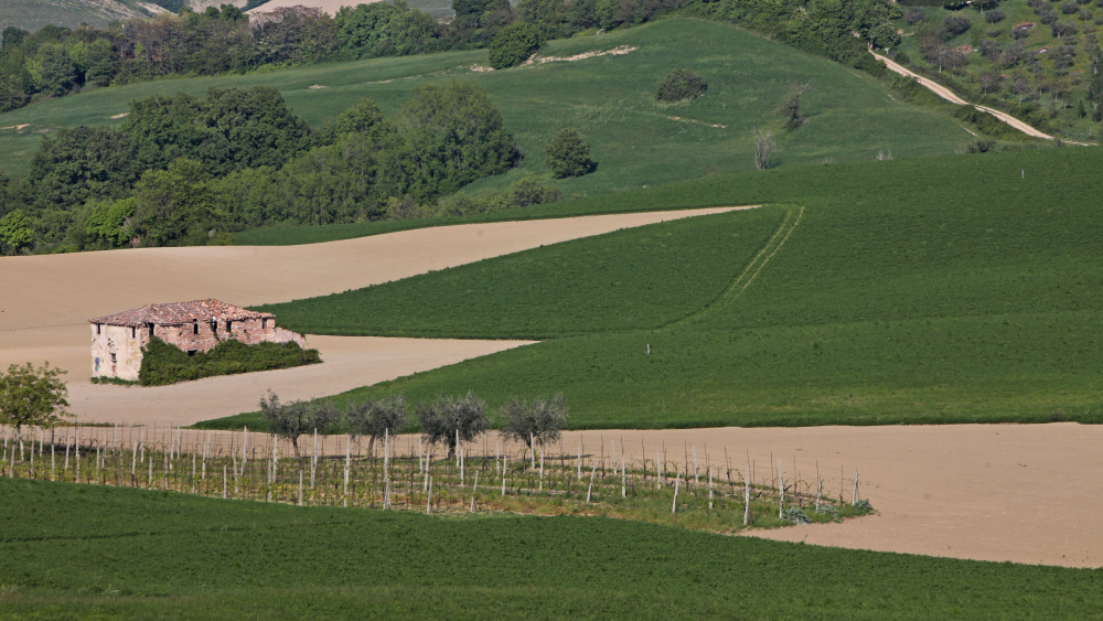 Campagna, Coriano foto di PH. Paritani