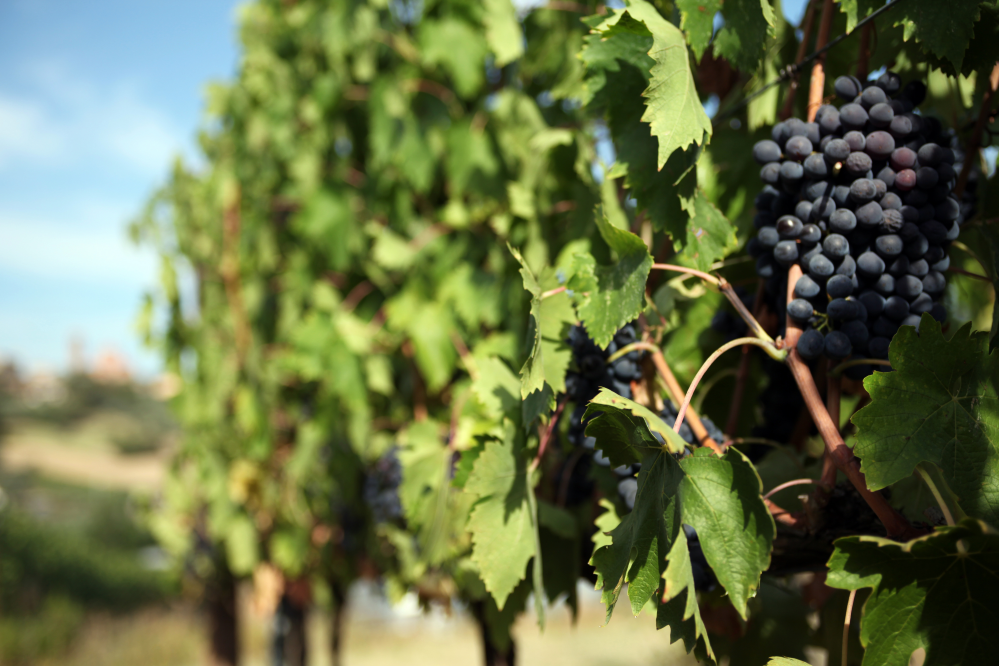 Grapes, Coriano photo by PH. Paritani