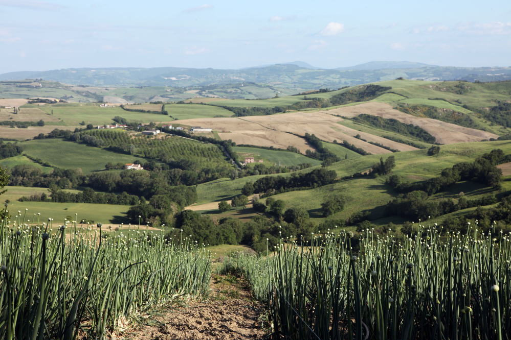 Hills, Mondaino photo by P. Bove