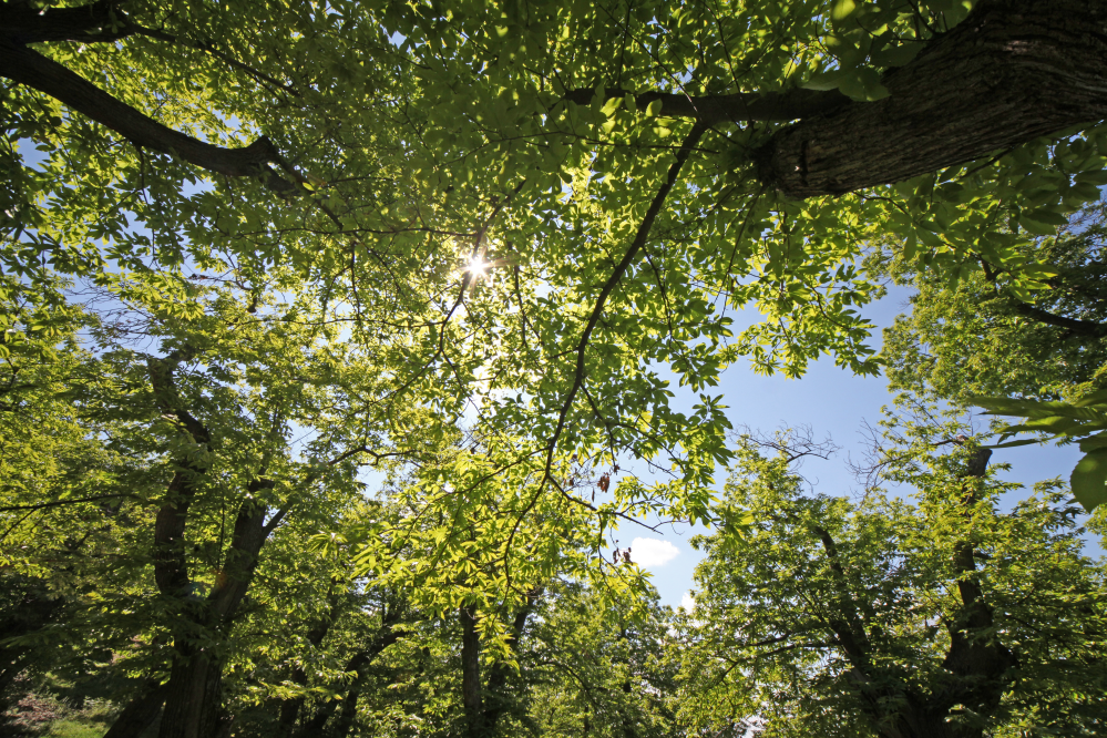 Novafeltria, nel bosco foto di PH. Paritani