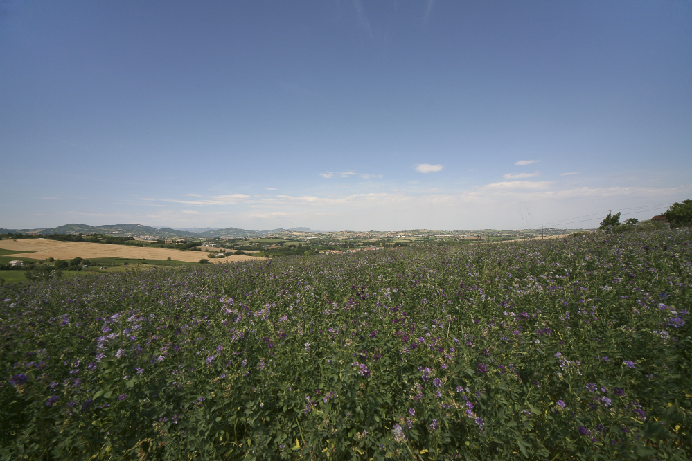 Countryside, San Giovanni in Marignano photo by PH. Paritani