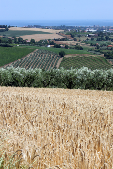 Countryside, San Giovanni in Marignano photo by PH. Paritani