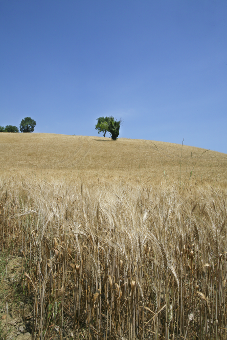 Countryside, Mondaino photo by PH. Paritani