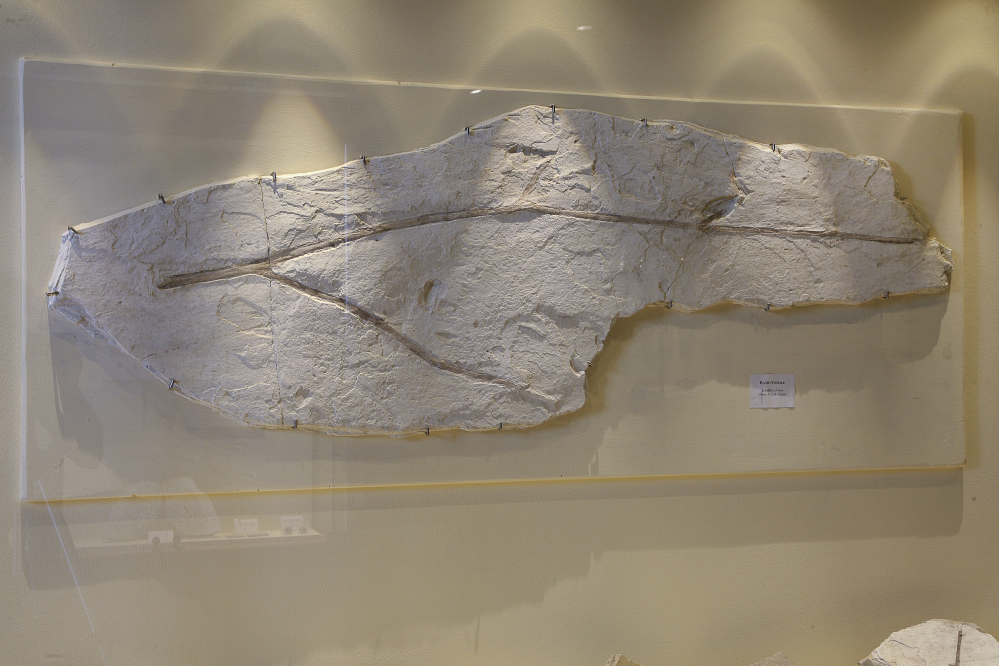 Museo paleontologico, Mondaino foto di PH. Paritani