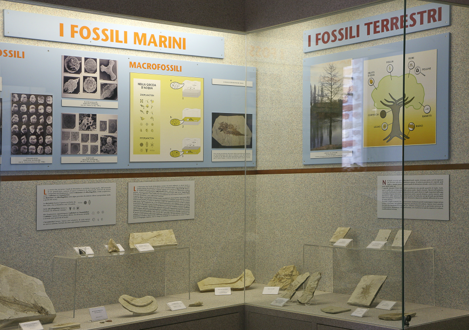 Museo paleontologico, Mondaino Foto(s) von PH. Paritani