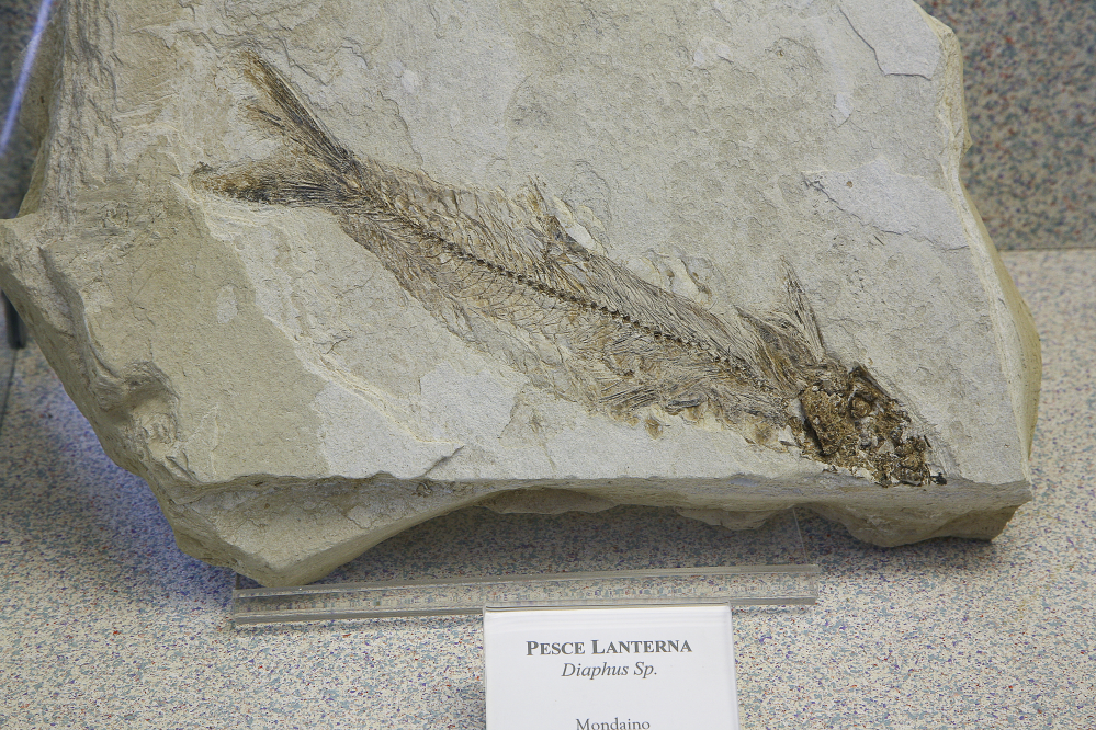 Museo paleontologico, Mondaino foto di PH. Paritani