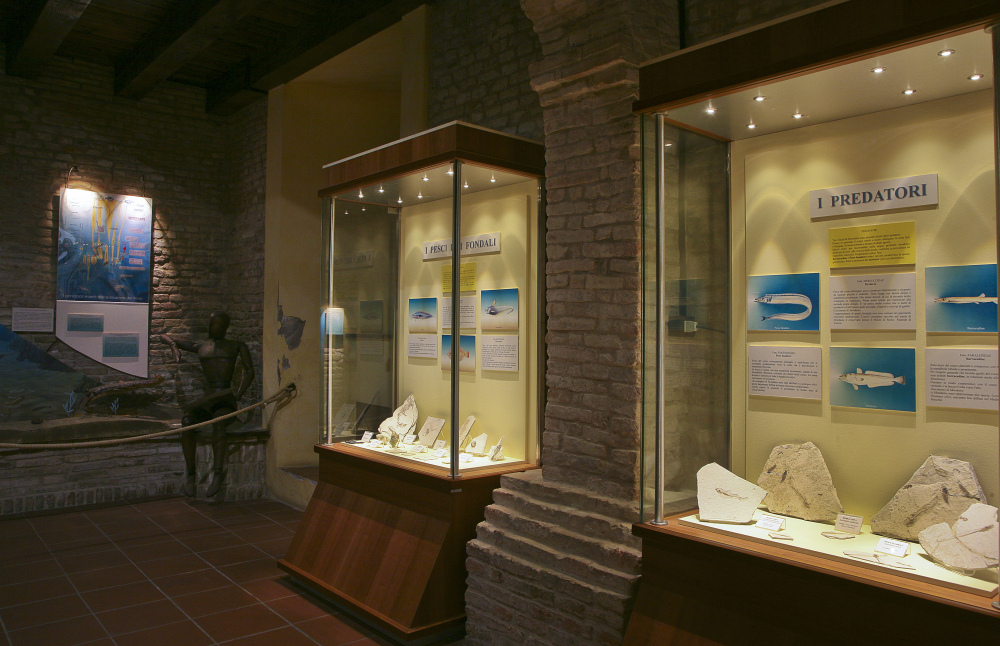 Palaeontology Museum, Mondaino photo by PH. Paritani