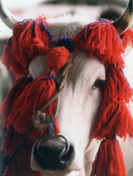 Mucca, fiera di San Gregorio, Morciano di Romagna foto di Archivio Provincia di Rimini