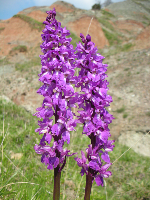 Parco naturale del Sasso Simone e Simoncello. Un orchidea foto di Archivio fotografico Parco Sasso Simone