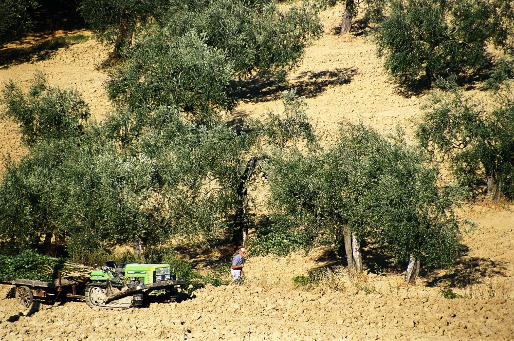 olive harvest, Mondaino photo by L. Bottaro