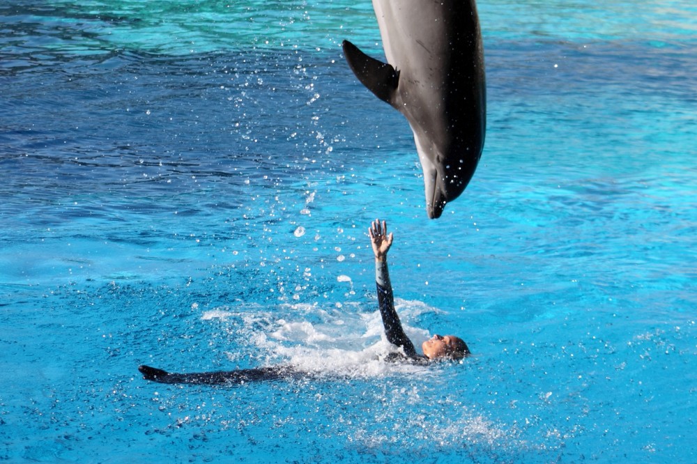 Oltremare, Riccione Foto(s) von Archivio fotografico Parco Oltremare