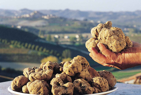 tartufo pregiato, Sant'AgataFeltria Foto(s) von Archivio Provincia di Rimini