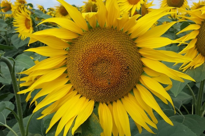 Sunflowers photo by Archivio Provincia di Rimini