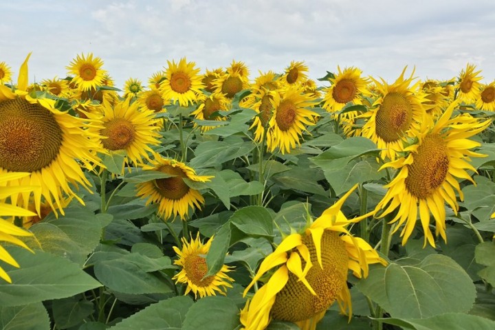 Sunflowers photo by Archivio Provincia di Rimini