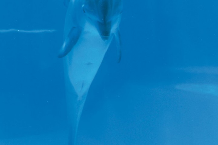 Oltremare, Riccione foto di Archivio fotografico Parco Oltremare