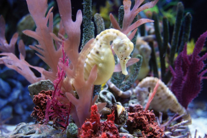 Oltremare, Riccione photos de Archivio fotografico Parco Oltremare