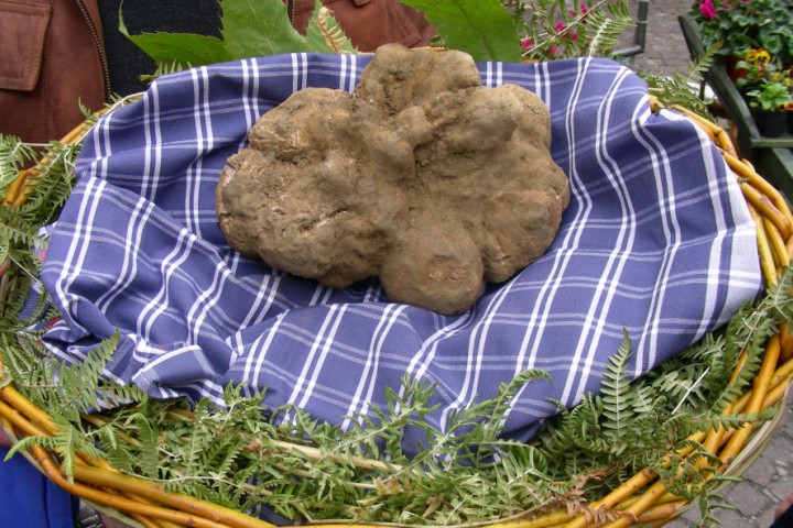 truffle, Sant'Agata Feltria photo by Archivio Provincia di Rimini
