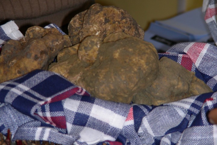 truffle, Sant'Agata Feltria photo by Archivio Provincia di Rimini
