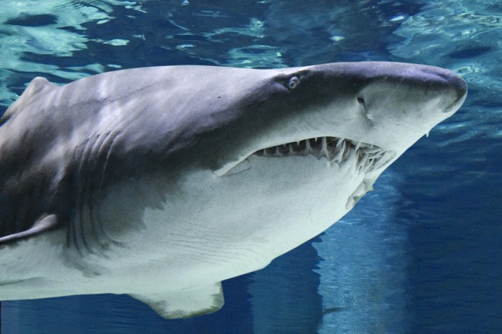 Cattolica, Acquario Le Navi Foto(s) von Archivio fotografico Acquario Le Navi