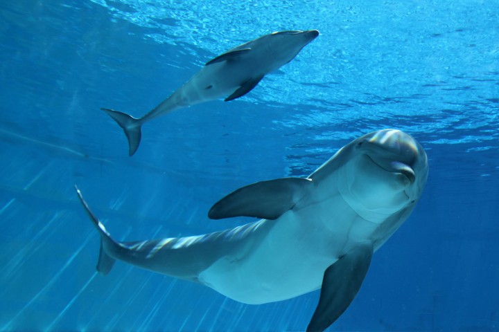 Oltremare, Riccione photos de Archivio fotografico Parco Oltremare