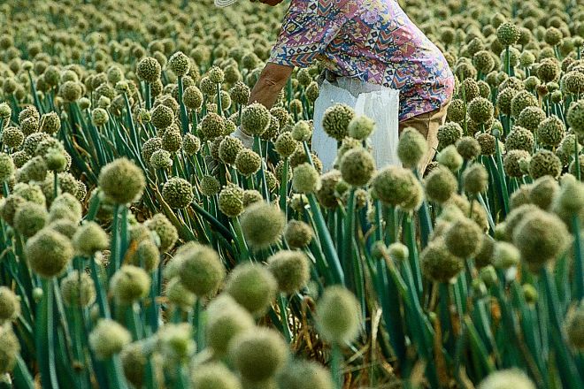 colture photos de T. Mosconi