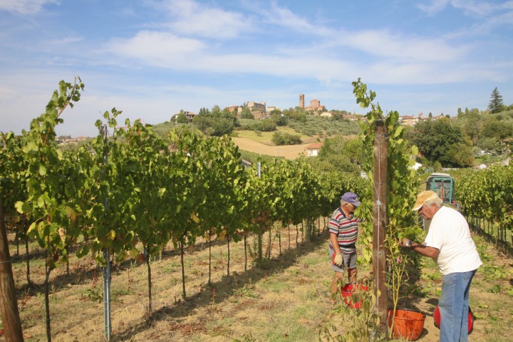 Grape harvest, Coriano photo by PH. Paritani