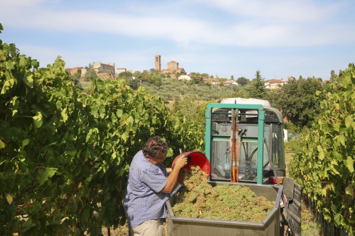 Grape harvest, Coriano photo by PH. Paritani