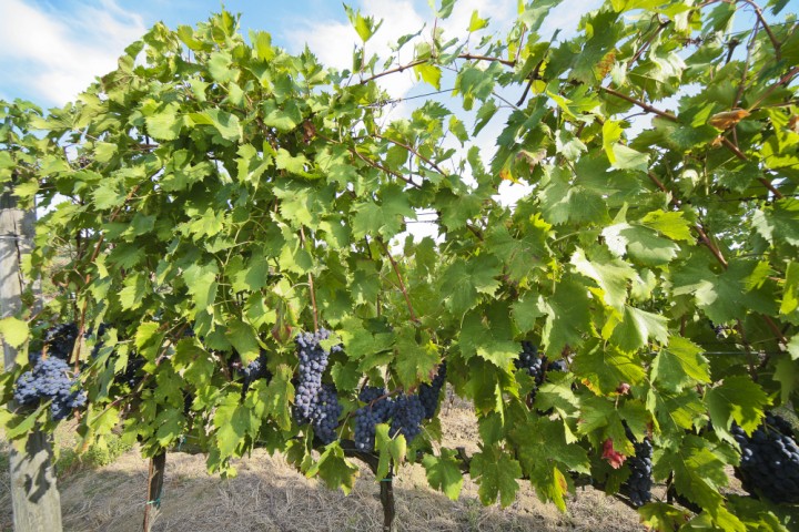 Vineyard, Coriano photo by PH. Paritani