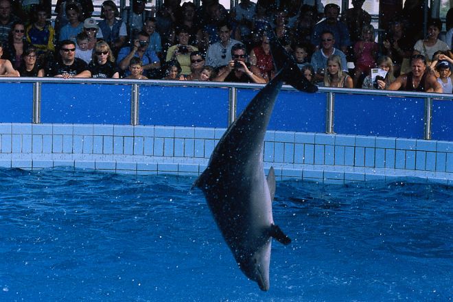 Delfinario photos de L. Bottaro