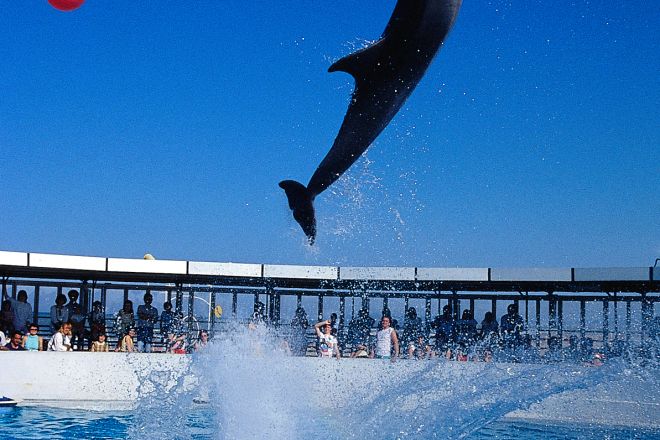 Delfini photos de S. di Bartolo