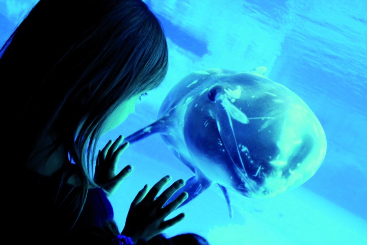 Oltremare, Riccione photos de Archivio fotografico Parco Oltremare