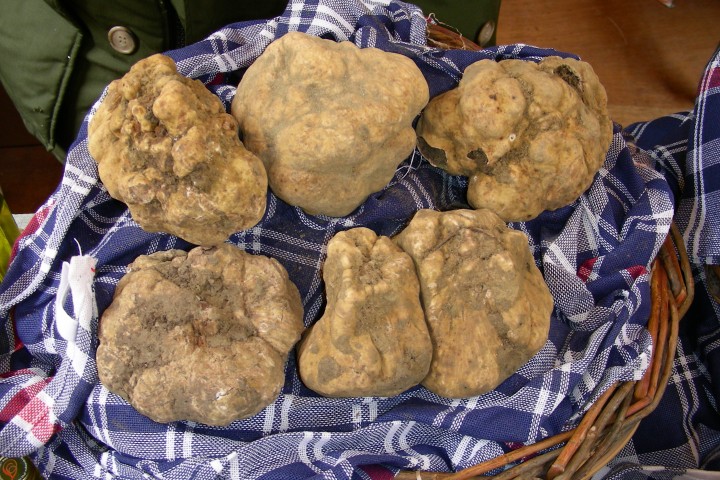 tartufo bianco, Sant'AgataFeltria foto di Archivio Provincia di Rimini