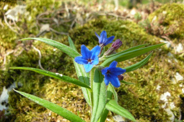 Parco naturale del Sasso Simone e Simoncello. La flora Foto(s) von Archivio fotografico Parco Sasso Simone