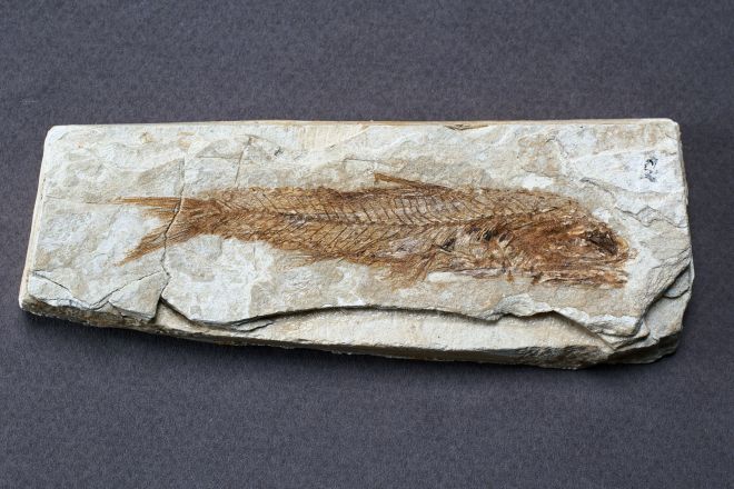 Fossile Foto(s) von S. di Bartolo