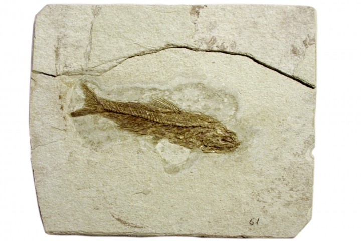 museo paleontologico, Mondaino photos de Archivio Provincia di Rimini