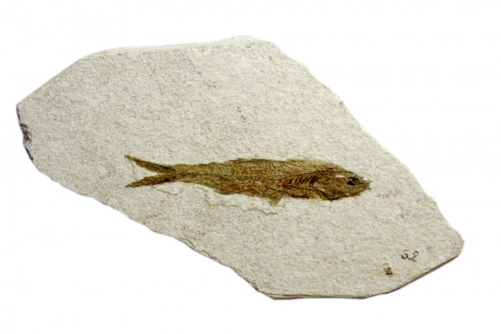 museo paleontologico, Mondaino photos de Archivio Provincia di Rimini