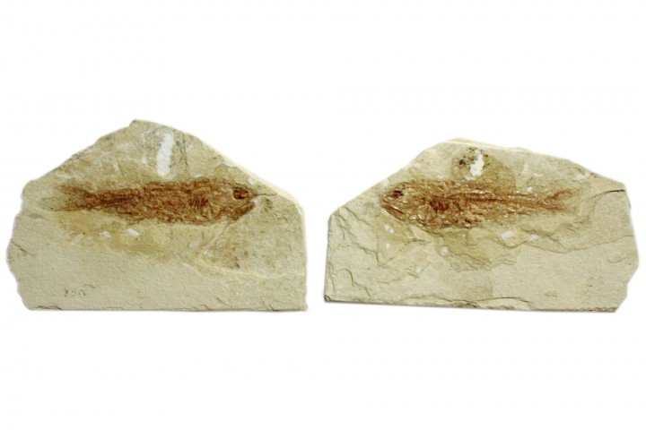 museo paleontologico, Mondaino photos de Archivio Provincia di Rimini