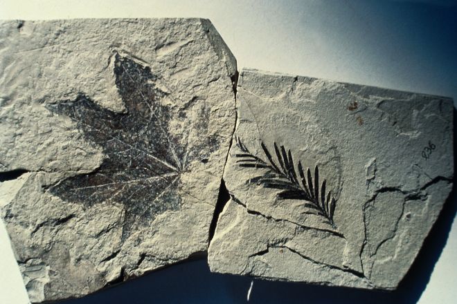 Fossili Foto(s) von T. Mosconi