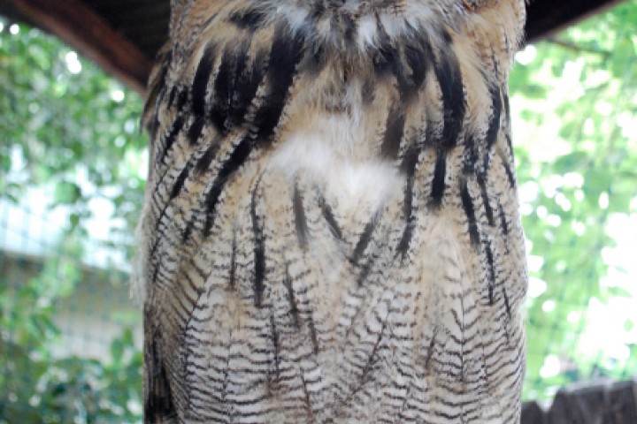 Oltremare, owl. Riccione photo by Archivio Provincia di Rimini