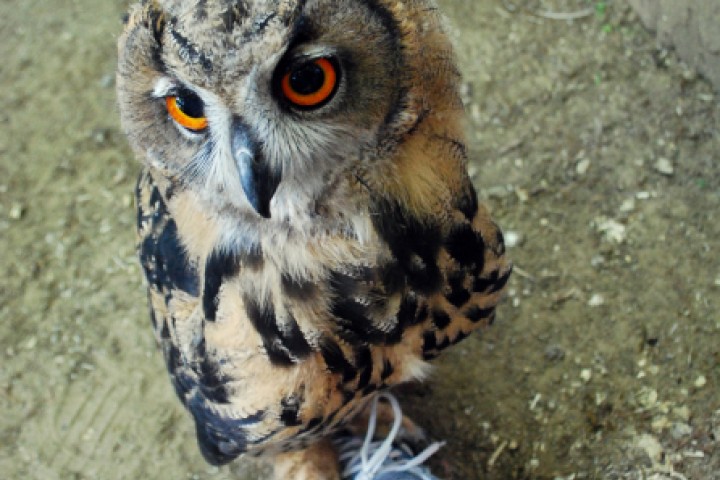 Oltremare, owl. Riccione photo by Archivio Provincia di Rimini