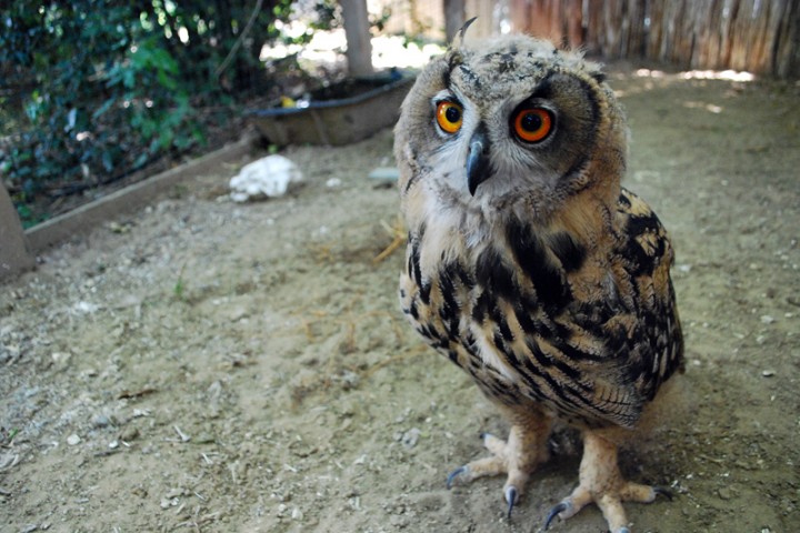 Oltremare, owl. Riccione photo by Archivio Provincia di Rimini