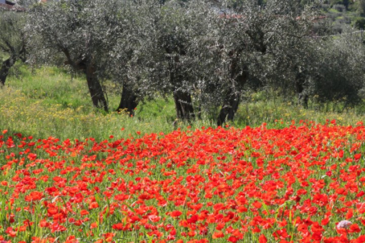 Verucchio photo by PH. Paritani