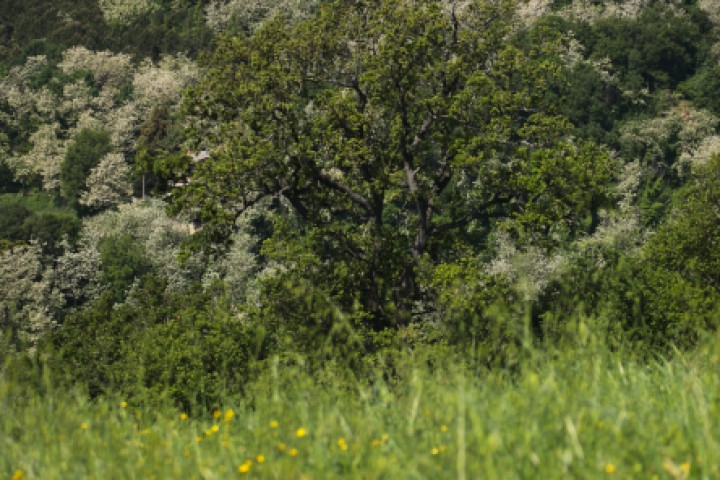 Panorama campagna, Mondaino foto di PH. Paritani